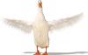 Attached Image